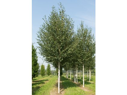 betula utilis doorenbos