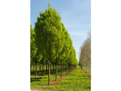 carpinus betulus fastigiata