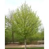 Acer campestre 'Elsrijk'