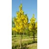 laburnum x watereri vossii2