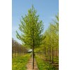 liquidambar styraciflua worplesdon