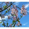 paulownia tomentosa2