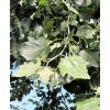 populus alba raket2