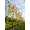 prunus serrulata kiku shidare zakura