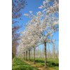 prunus x yedoensis