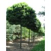 quercus palustris green dwarf