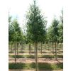 Quercus phellos 'Hightower'