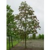 Robinia margaretta 'Casque Rouge'
