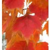Acer rubrum 'Red Sunset'2