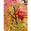 sorbus aucuparia2