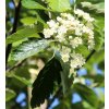 sorbus intermedia brouwers2