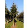 sorbus intermedia brouwers