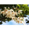 styrax japonicus2