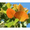 tilia henryana2