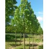 Tilia platyphyllos 'Zelzate'