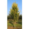 ulmus x hollandica wredei