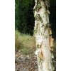 Betula costata2