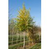 betula nigra