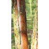 betula papyrifera2