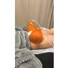 In-Person Course Including the Dr.Nek VacuPress Lift Pro Device  COURSE + DEVICE | VacuPress Lift Pro | Complete salon solution