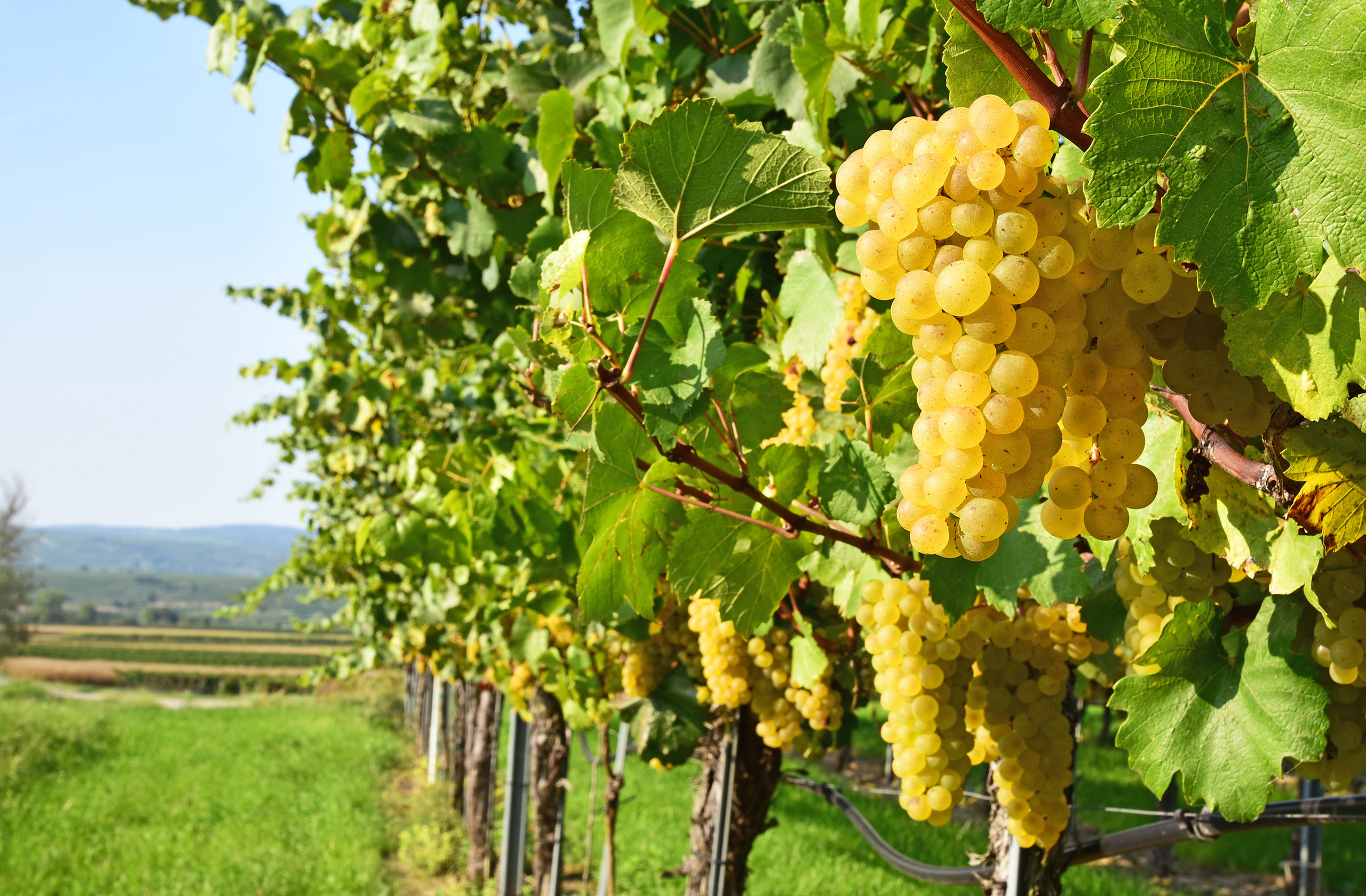 Gruner-Veltliner-grape-variety.1629111079