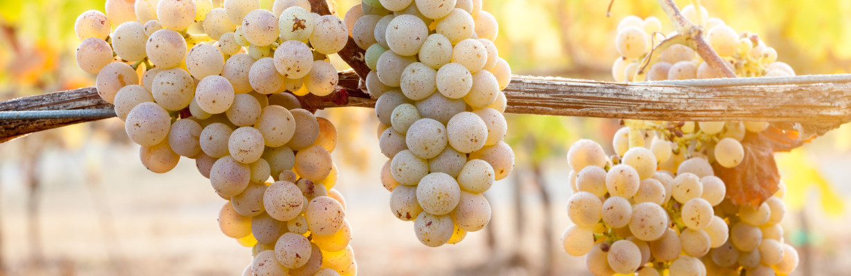 Pinot_Blanc_Banner-044-e1370459572639