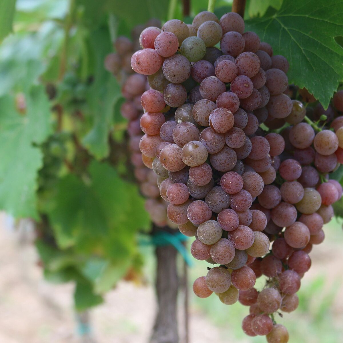 Pálava_Grape_Cluster_in_South_Moravia