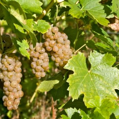 Solaris_grape_and_leaf