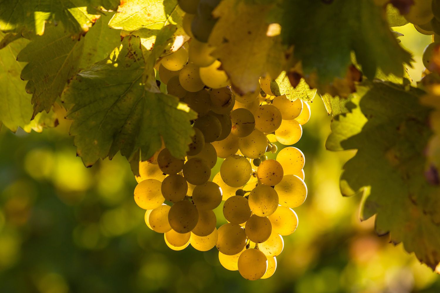 Wine-Guide-101-Sauvignon-Blanc-FT-BLOG0922-2000-b06eb781fedc46e2a33cfcbcc885bfc0