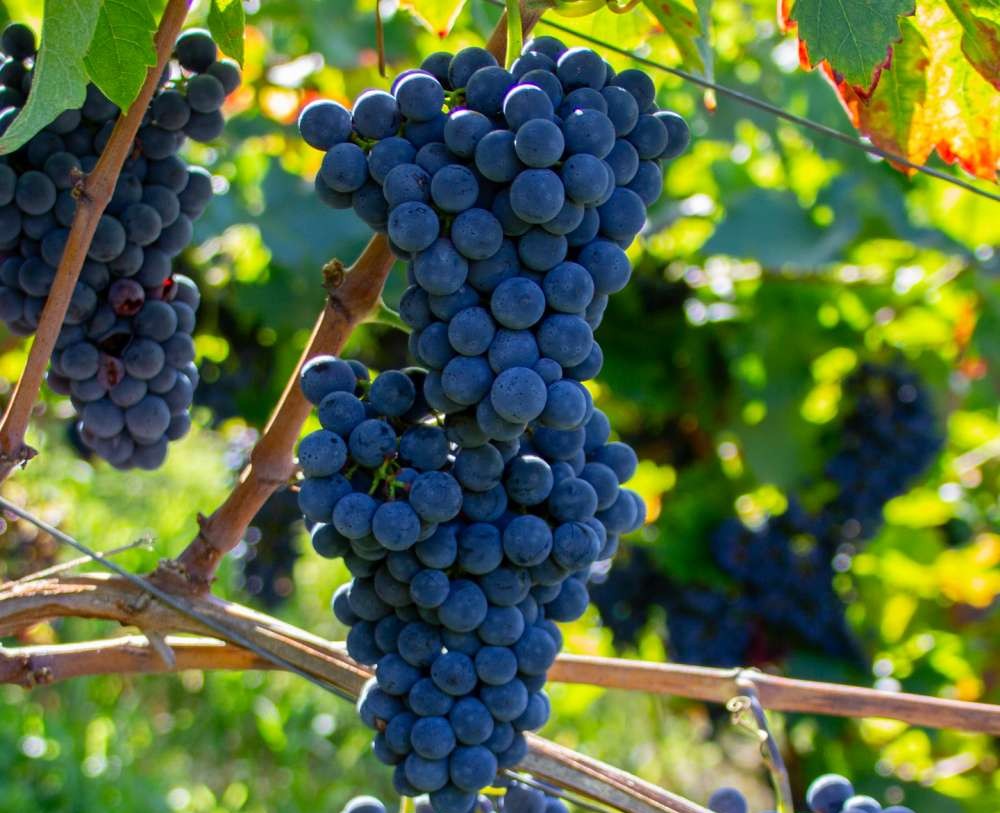 cabernet.cortis.3