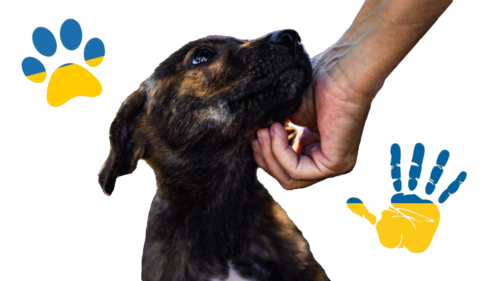 Pomáháme zachraňovat zvířata na Ukrajině! Díl 3.