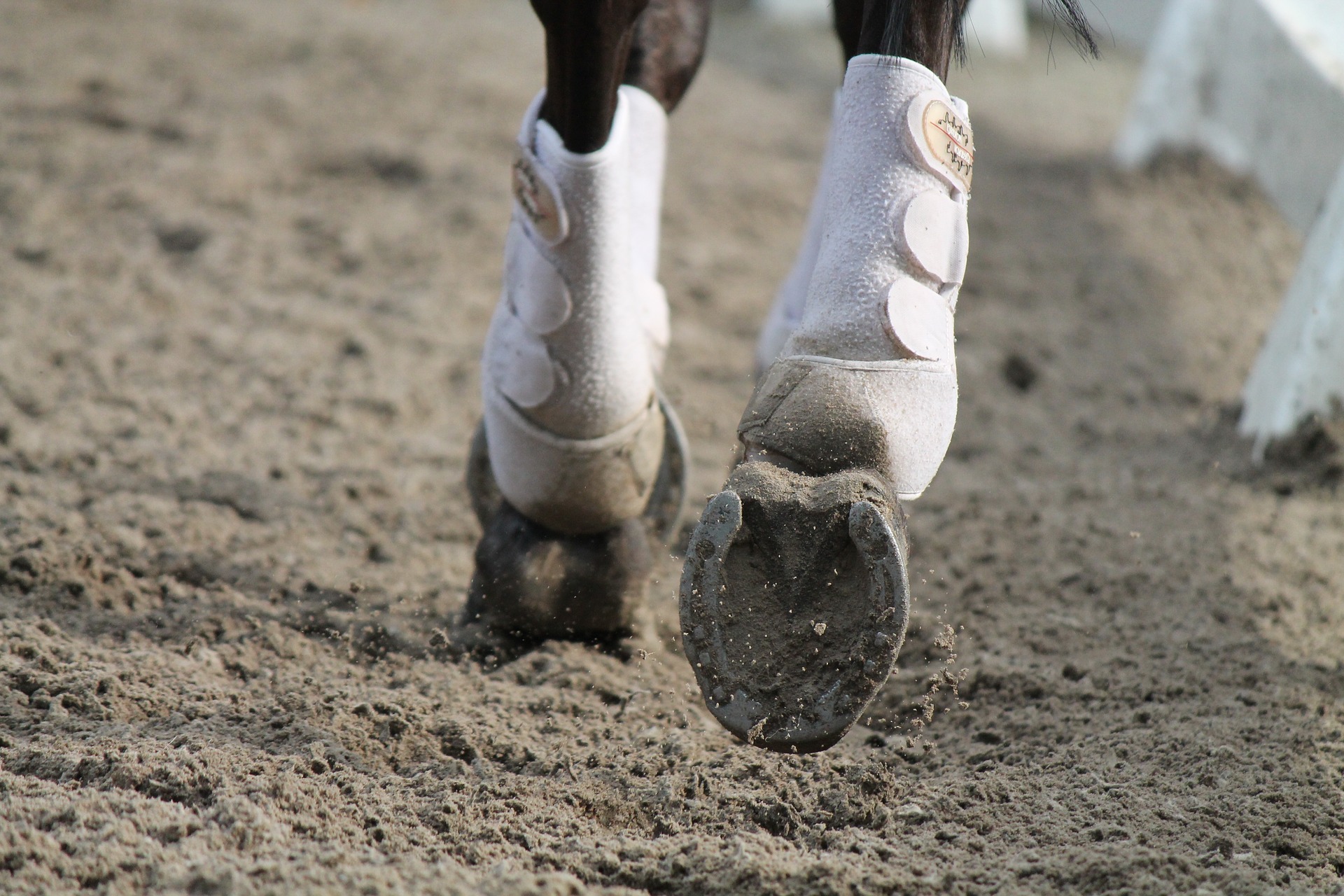 horses-gf1956276b_1920