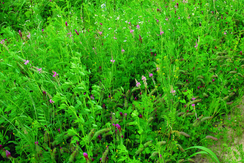 Levně Green Mix Multi - osivo kilogram: 1,0 kg