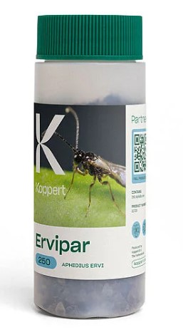 Levně Ervipar - Aphidius ervi - proti mšicem Balenie: 250 ks