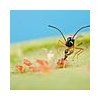 Aphipar - Aphidius colemani