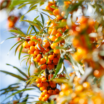 Rakytník a jeho schopnosť liečiť