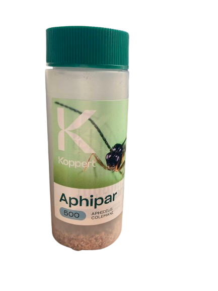 KOOPERT Aphipar - Aphidius colemani Balenie: 500 ks
