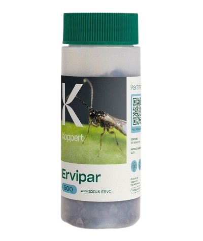 KOOPERT Ervipar - Aphidius ervi Balenie: 500 kusov