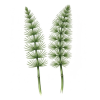 Equisetum plus