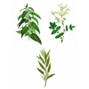 bioka urtica plus II