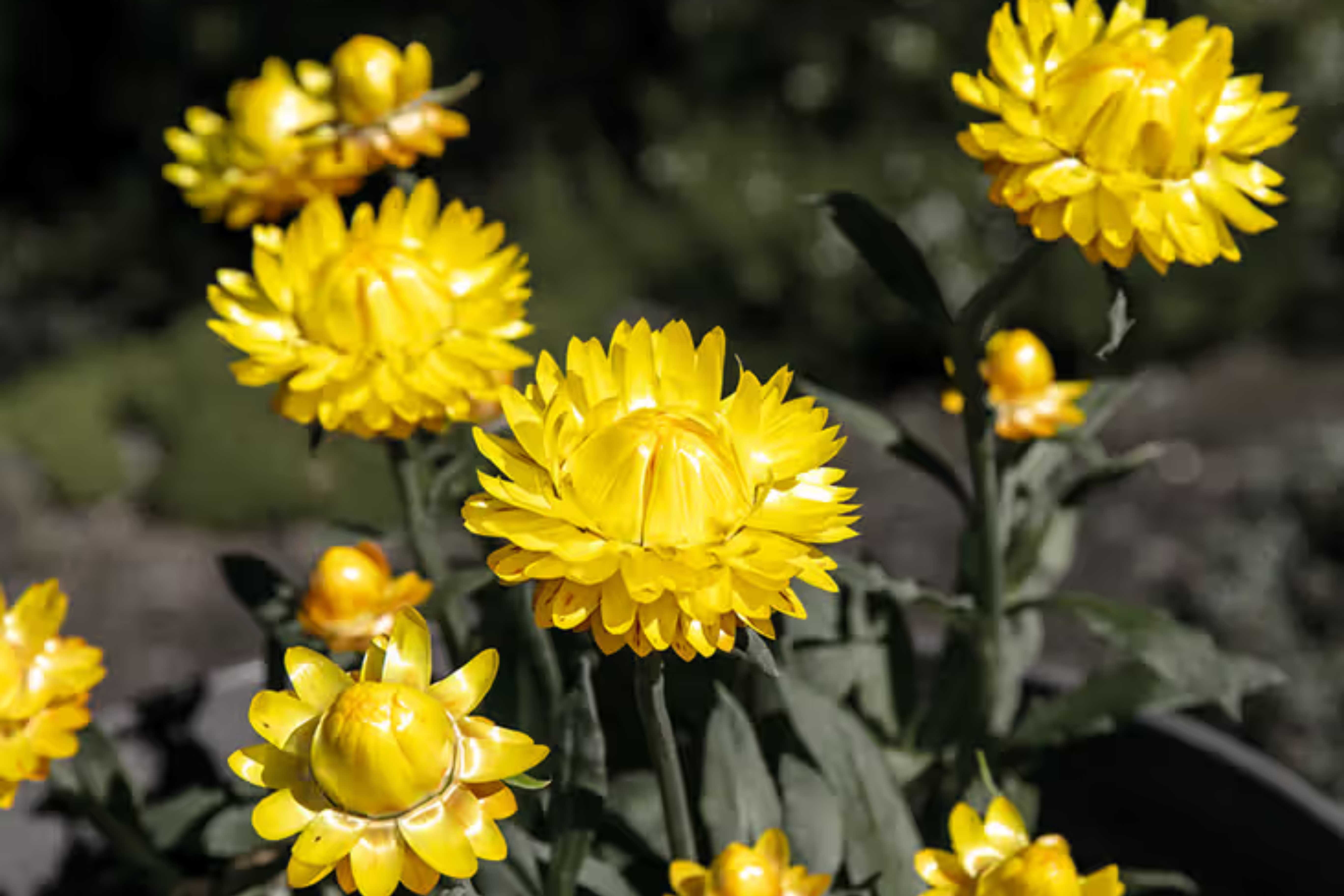 Helichrysum