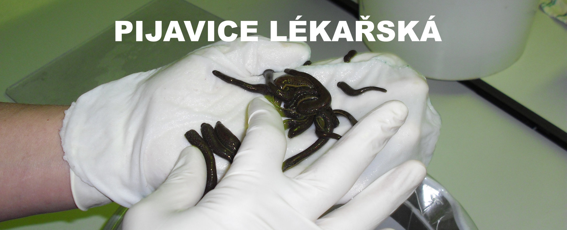 pijavice lékařská ze certifikované biofarmy