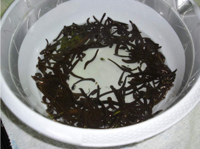 Pijavice lékařská  kosmetická malá 0.2 - 1,0 gr mix