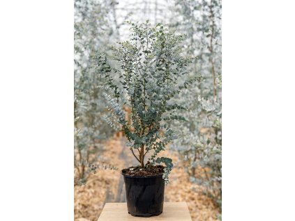 Eukalyptus gunnii 'Azura'