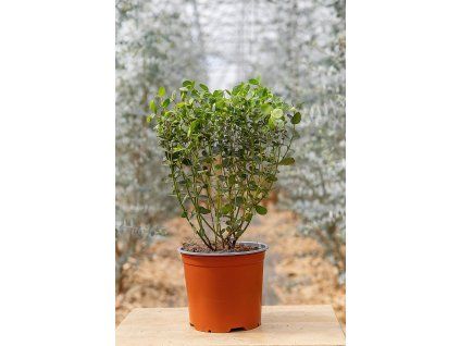 Eucalyptus parvifolia