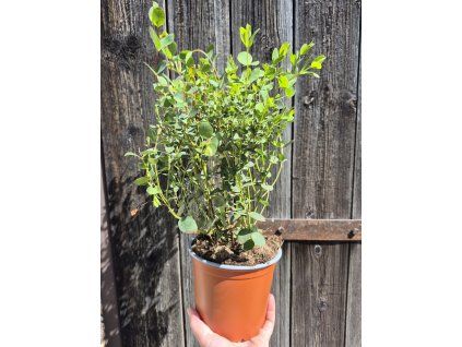 Eucalyptus parvifolia
