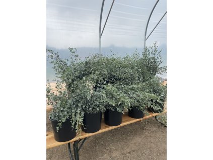 Sazenice Eukaliptus cinerea