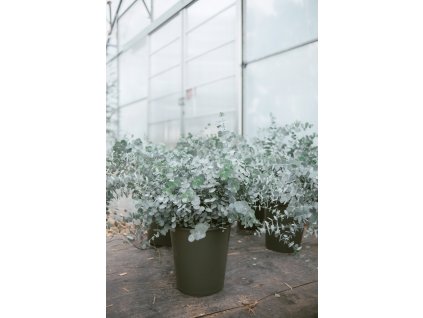 gwendoleena eukalypt 1810 2025 047