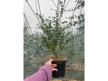 Eukalyptus gunnii 'Azura' – sazenice v kontejneru 2,4 l (cca 30 cm) PŘEDOBJEDNÁVKA
