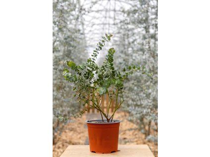 Eucalyptus pulverulenta ‘Baby Blue’